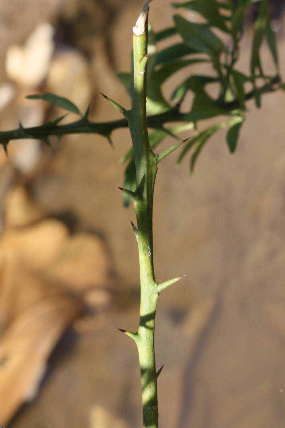            First year twig (Riverside, CA)   